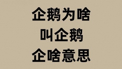 企鹅的企是啥意思？