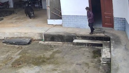 野猪将老人撕咬致死,家属称是捕猎队的猎犬追赶野猪进了家中,官方回复已成立专班小组