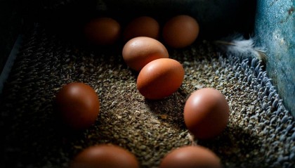 蛋价高!美墨边境鸡蛋走私案激增:半年内近6000起