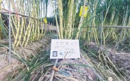 浙江一“可偷甘蔗地”成打卡点,上百网友深夜体验,80后“地主”:已收偷款6千元