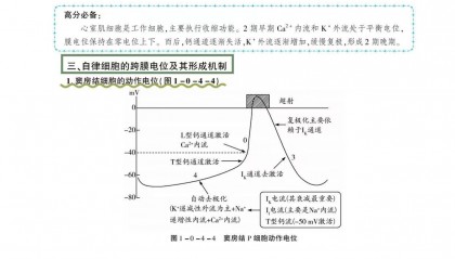 杨净考研西医综合自律细胞跨膜电位形成机制