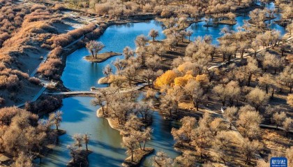 额济纳：晚秋胡杨美