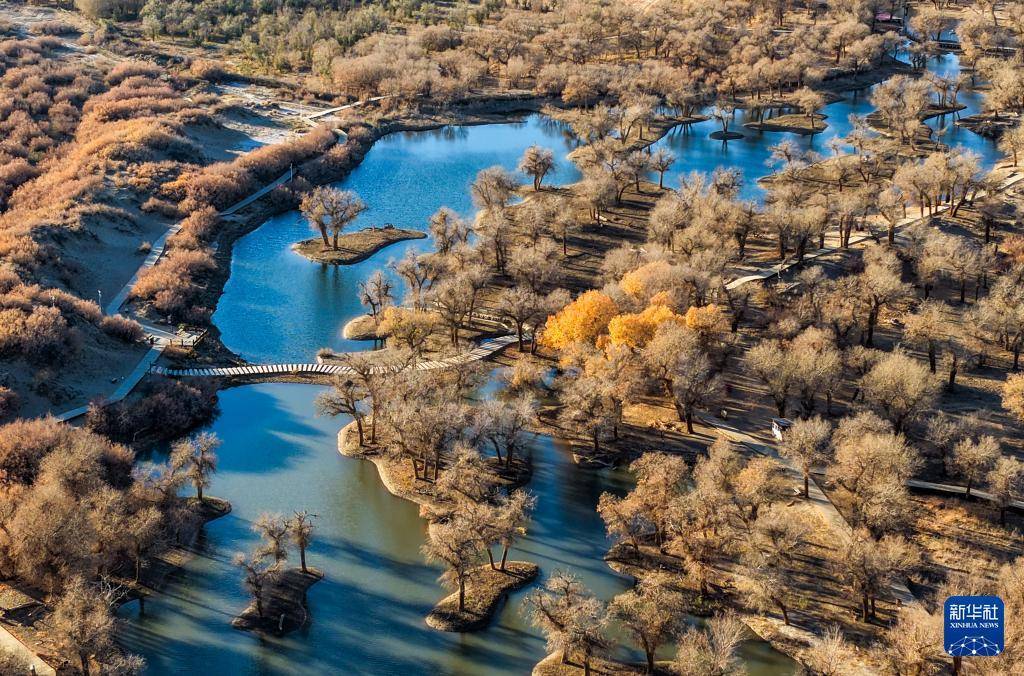 额济纳:晚秋胡杨美