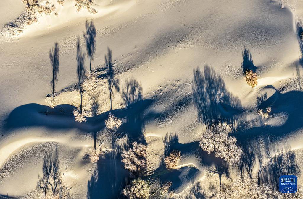 额济纳:晚秋胡杨美