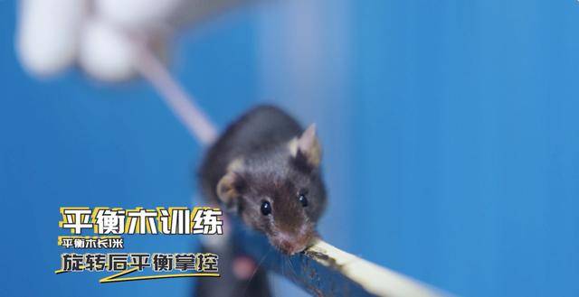 神二十一有4只“小鼠航天员”!选拔Vlog公开→